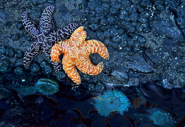 Starfish and tide pool stock photo