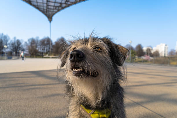 istock Portrait of a Dog 1397035145