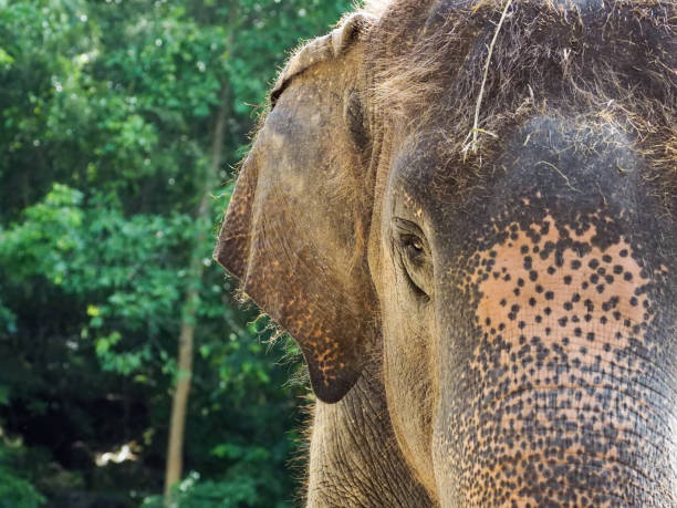 눈, 속눈썹, 주름을 보여주는 코끼리의 클로즈업 - animal close up elephant animal eye 뉴스 사진 ��이미지