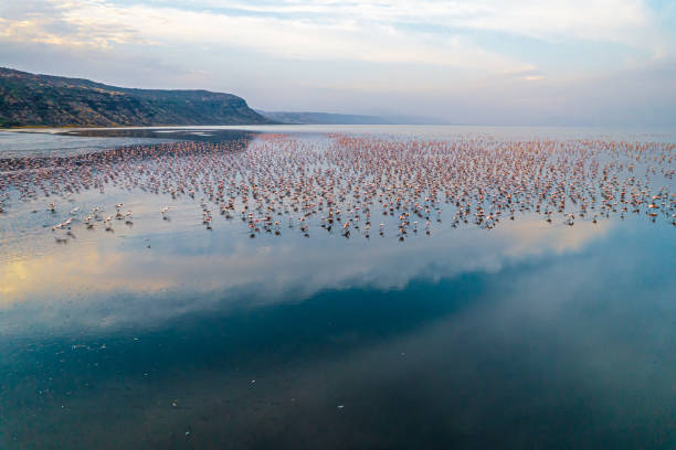 Flamingos at lake Natron