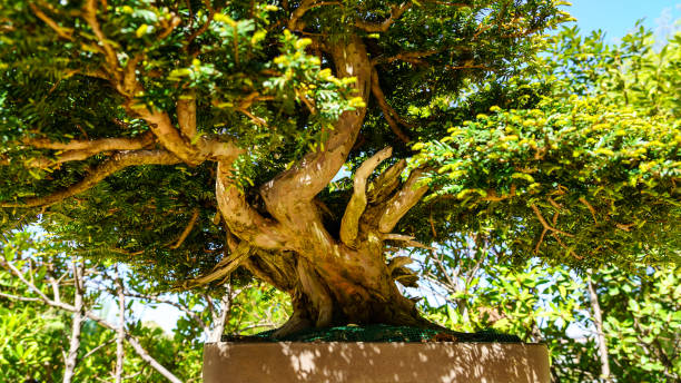 istock Small bonsai tree grown outdoors in lush oriental garden. 1397035534