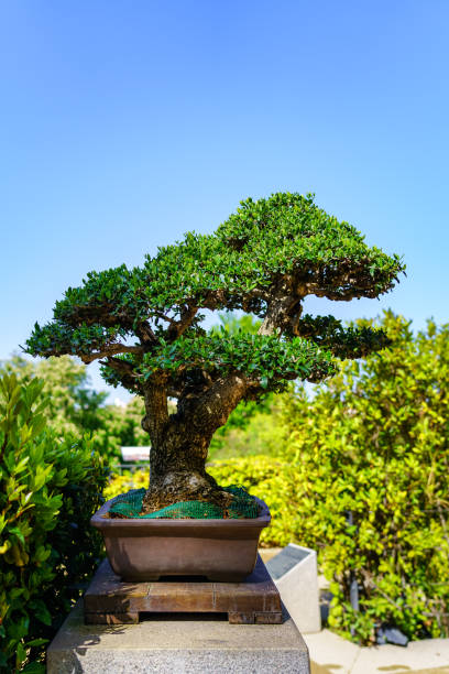 istock Small bonsai tree grown outdoors in lush oriental garden. 1397035557