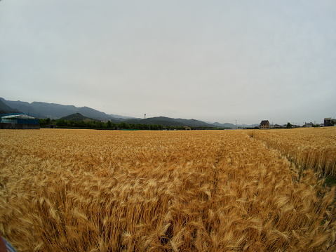 Pre-harvest wheat field colored brown