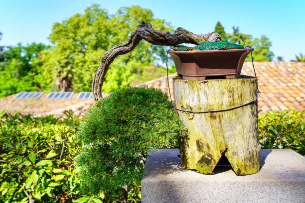 istock Small bonsai tree grown outdoors in lush oriental garden. 1397035798
