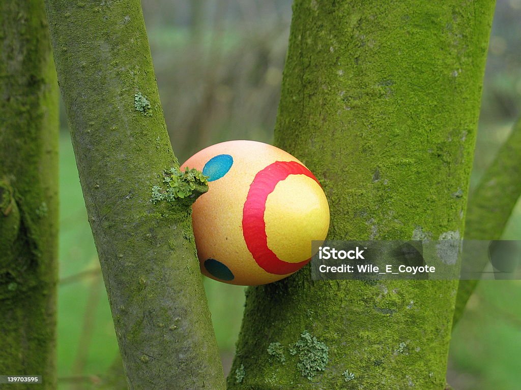 Easter egg hidden in a tree Close up of an brightly colored easter egg hidden in the fork of a tree. Animal Stock Photo