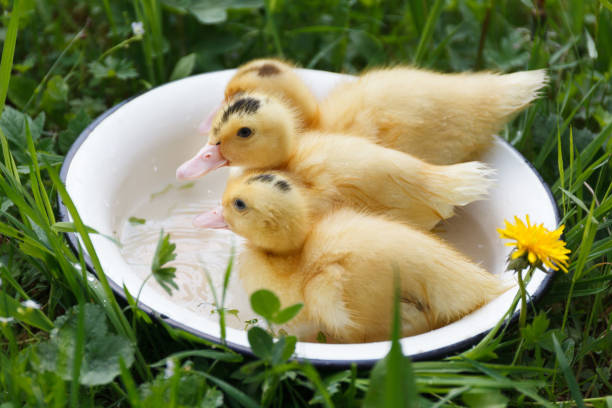tre anatroccoli gialli nuotano in una ciotola d'acqua. - chicken friendship three animals color image foto e immagini stock
