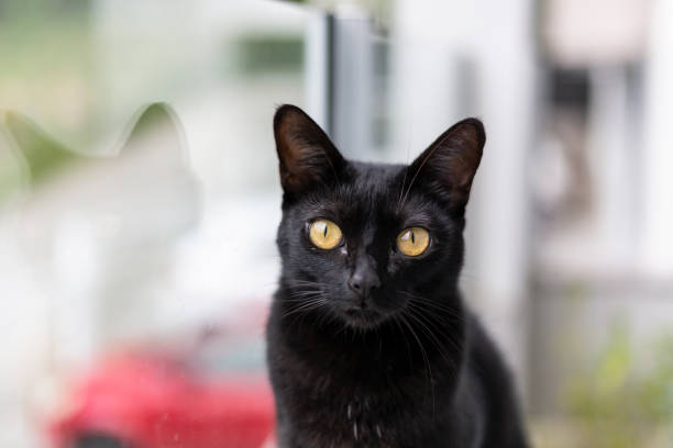 black cat on apartment balcony with plants