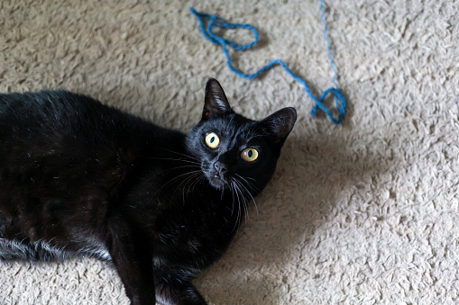 black cat playing with yarn on a carpet