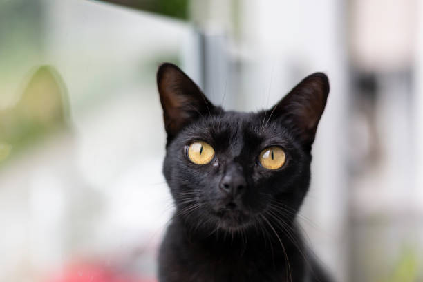 istock black cat on apartment balcony with plants 1397036469