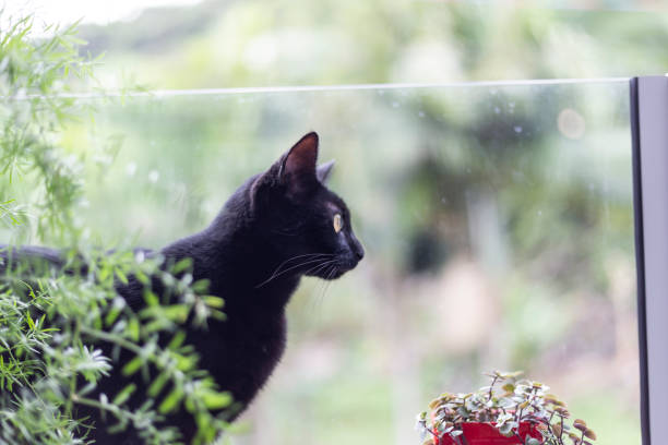 istock black cat on apartment balcony with plants 1397036496