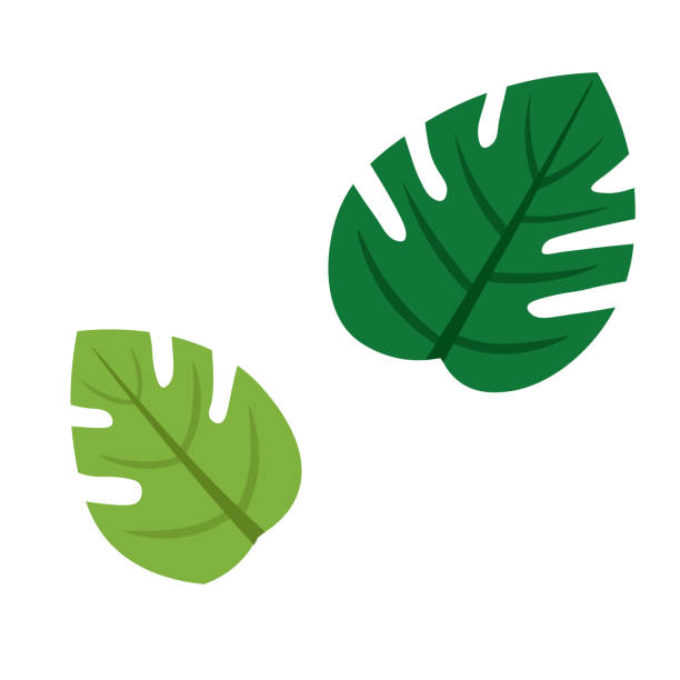 Illustration of two monstera leaves Illustration of two monstera leaves jungle leaf pattern stock illustrations