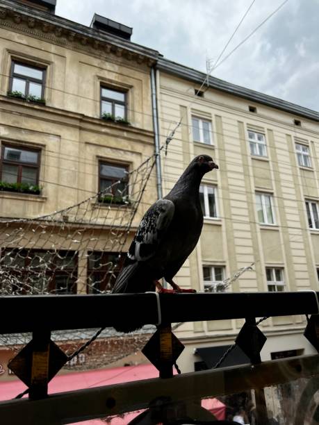 istock pigeon asks for food 1397036568