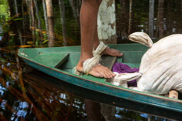 화창한 여름날 아마존 열대 우림에서 아사이 열매를 수집하기 위해 야자수를 오르기 위해 보트에서 사람의 발에 묶인 로프의 클로즈업. 개념 생태학, 환경, 일, 지속 가능성, 자연. - cabbage palm 뉴스 사진 이미지