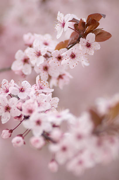 Japanese Cherry Blossum stock photo