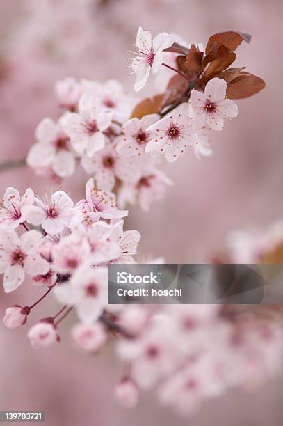 Cereja Japonesa Blossum - Fotografias de stock e mais imagens de Amor - Amor, Branco, Cabeça de Flor