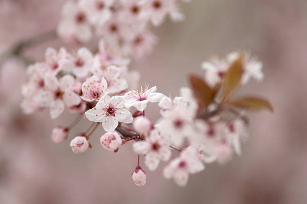Cherry Blossums stock photo