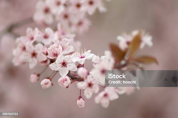 Cereja Blossums - Fotografias de stock e mais imagens de Amor - Amor, Branco, Cabeça de Flor