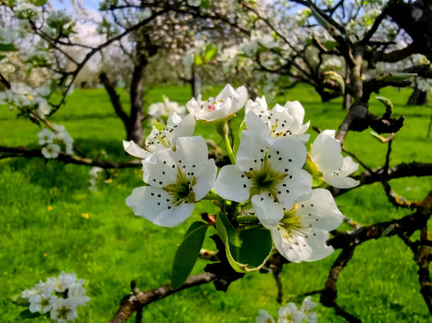 Bright white apple blossom petals in bloom on a branch. Beautiful delicate white sakura blossom petals in full bloom