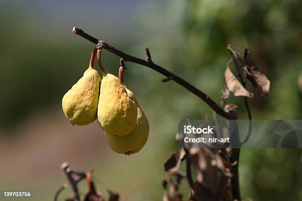 Birne Rot Auf Die Tree Stockfoto und mehr Bilder von Agrarbetrieb - Agrarbetrieb, Alt, Ast - Pflanzenbestandteil