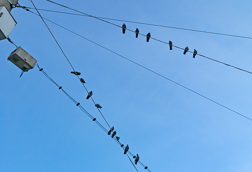 The pigeons on telephone lines in Salzburg, Austria on a bright spring morning.