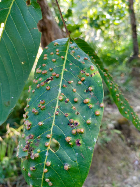 istock A highly infected leaf with Aceria erinea causing brown bubbles. Aceria erinea is a species of mite which causes galls on the leaves of walnut 1397038721