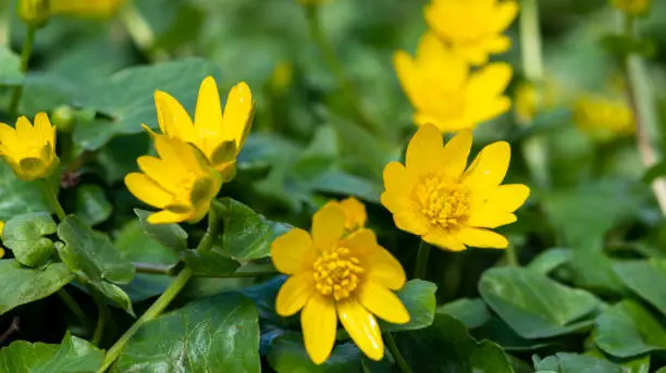 Beautiful flowers of Ficaria verna in a clearing among green leaves. Spring chistyak or buttercup closeup