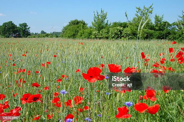 Papaveri - Fotografie stock e altre immagini di Agricoltura - Agricoltura, Albero, Ambientazione esterna