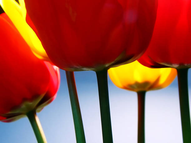 Tulips stock photo