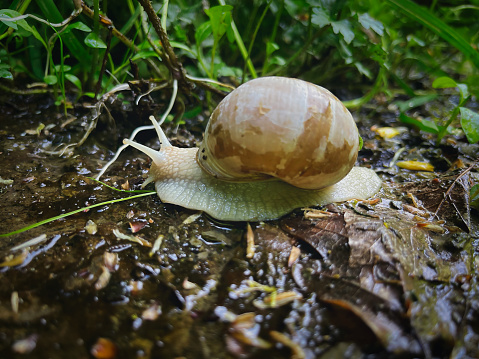 Vineyard snail in the forest