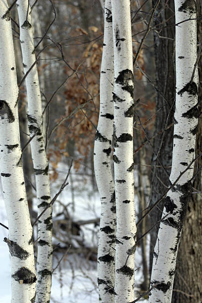 bianco in inverno betulla - chicopee foto e immagini stock