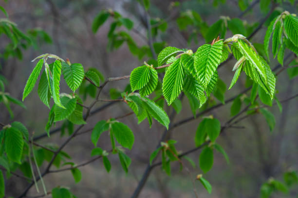 istock A tree branch with first leaves at spring. Carpinus orientalis. 1397040408