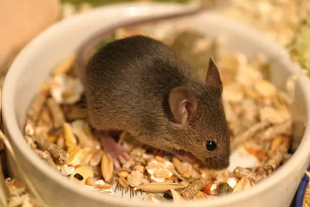 A little baby mouse i it's food-bowl