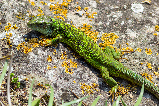 Green lizard, Lacerta viridis, is a species of lizard of the genus Green lizards. Lizard on the stone.
