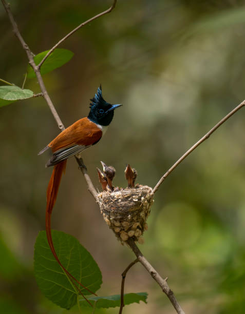 Asian Paradise flycatcher with chicks in nest stock photo