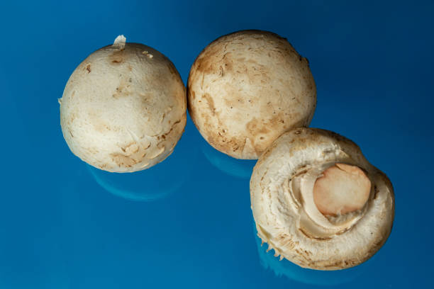 fresh champignon mushrooms on a blue background
