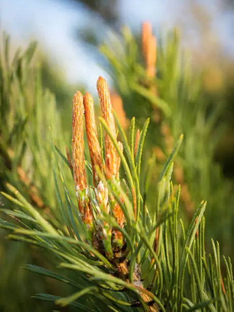 Photo of European larch (Larix decidua) green cones on branch