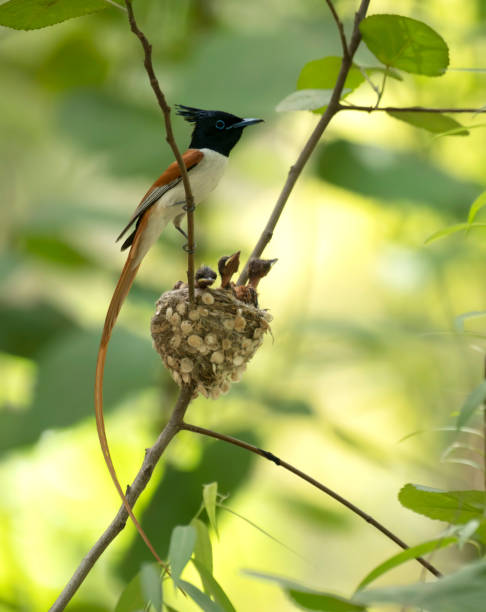 istock Asian Paradise flycatcher with chicks in nest 1397041290