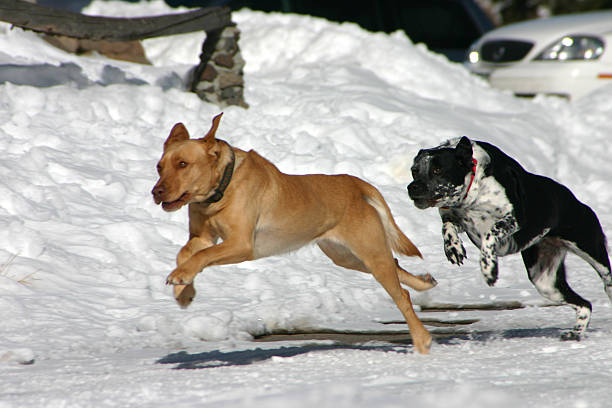 Doggies go fast stock photo