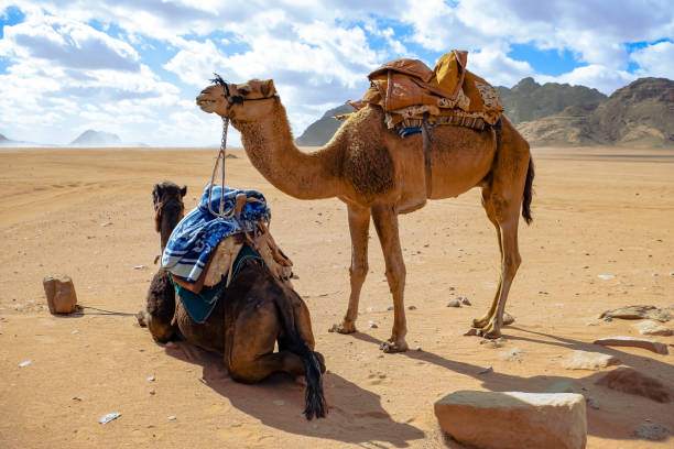 istock Camels at Wadi Rum Desert 1397041428