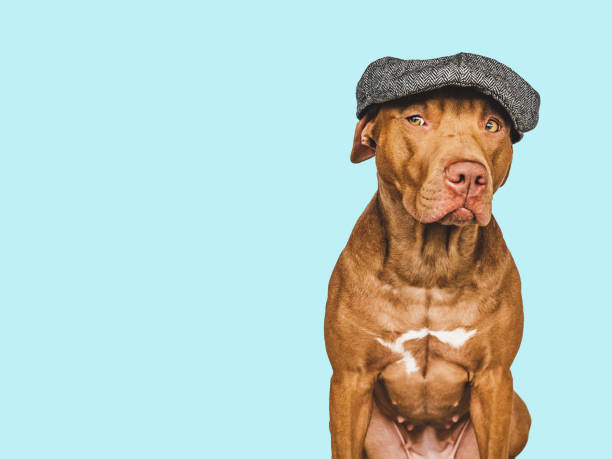 istock Lovable, pretty brown dog. Pet care concept 1397041588