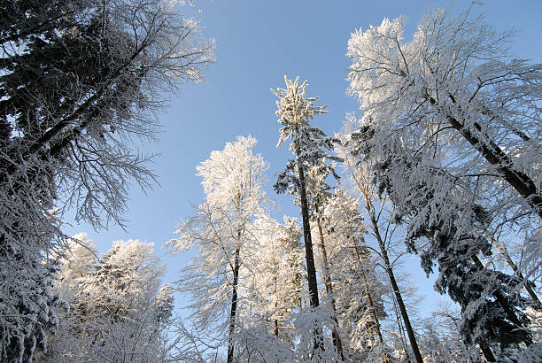 Circle of Trees stock photo