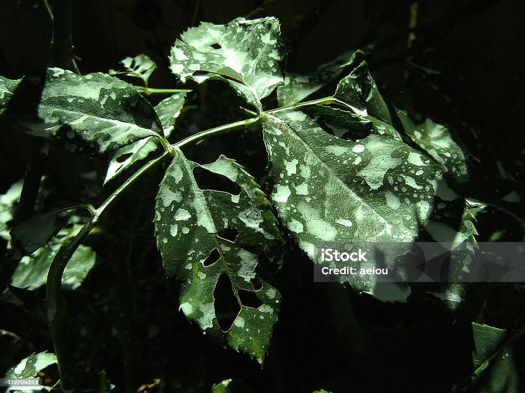 Giftig Blätter - Lizenzfrei Saurer Regen Stock-Foto
