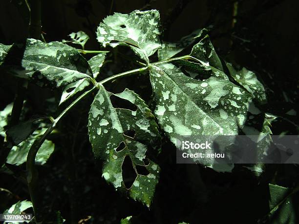 Giftig Blätter Stockfoto und mehr Bilder von Saurer Regen - Saurer Regen, Beschädigt, Blatt - Pflanzenbestandteile