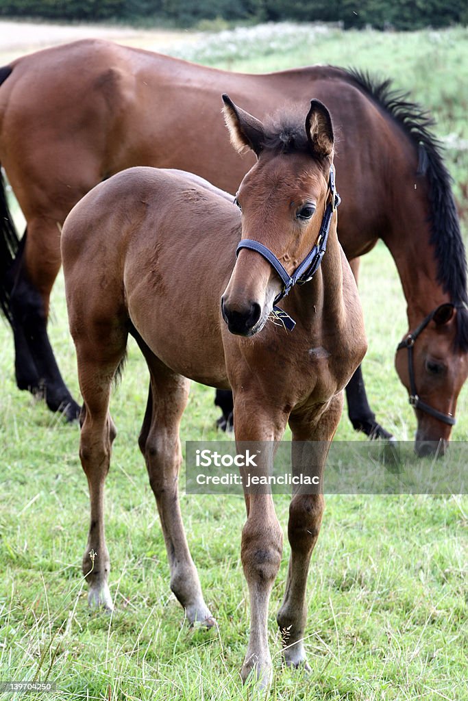 familly Cavalo - Royalty-free Agricultura Foto de stock