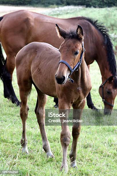 Familly Cavalo - Fotografias de stock e mais imagens de Agricultura - Agricultura, Animal, Animal Doméstico