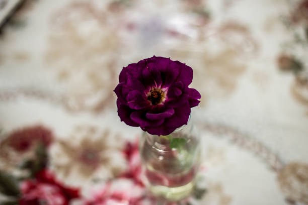 A closeup of hanging purple-pink flowers on a white background