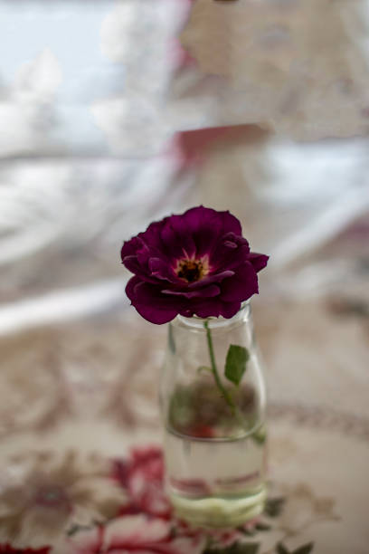 istock purple roses in a blurred glass vase 1397042572
