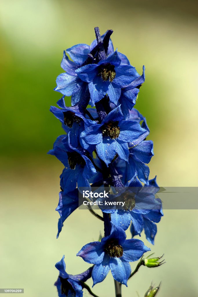 Blue Blooms Bright blue flowers Beauty In Nature Stock Photo
