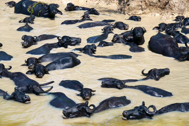 istock water buffalo in the river 1397042675
