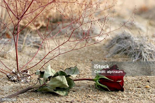 Amor Perdido Foto de stock y más banco de imágenes de Abandonado - Abandonado, Amor - Sentimiento, Arreglo floral